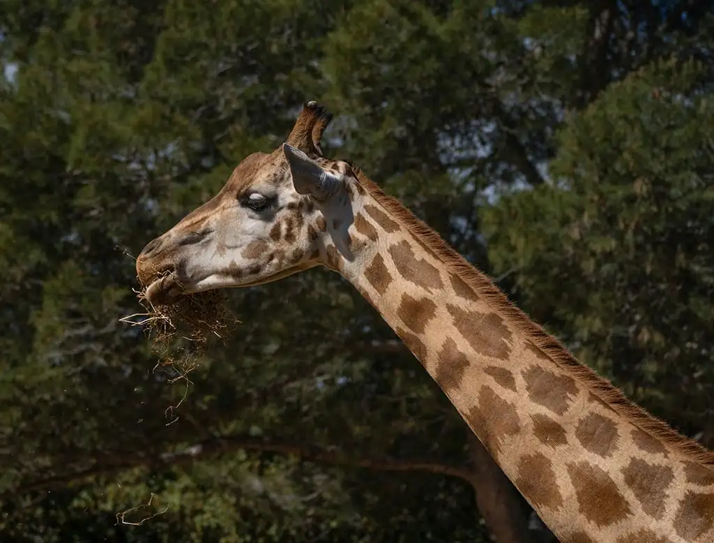 Giraffe mangeant des feuilles dans la savane.